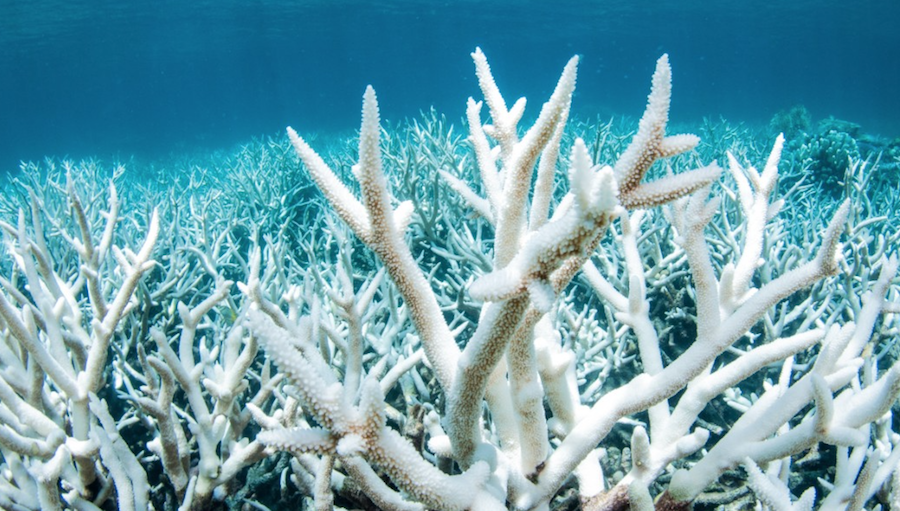 coral